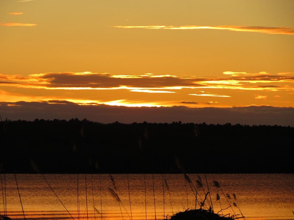 golden sky above calm water and dark forest