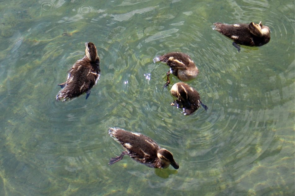 Top view of the family of ducks in the water