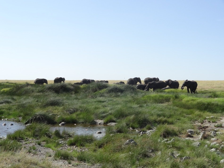 Landscape of walking elephants