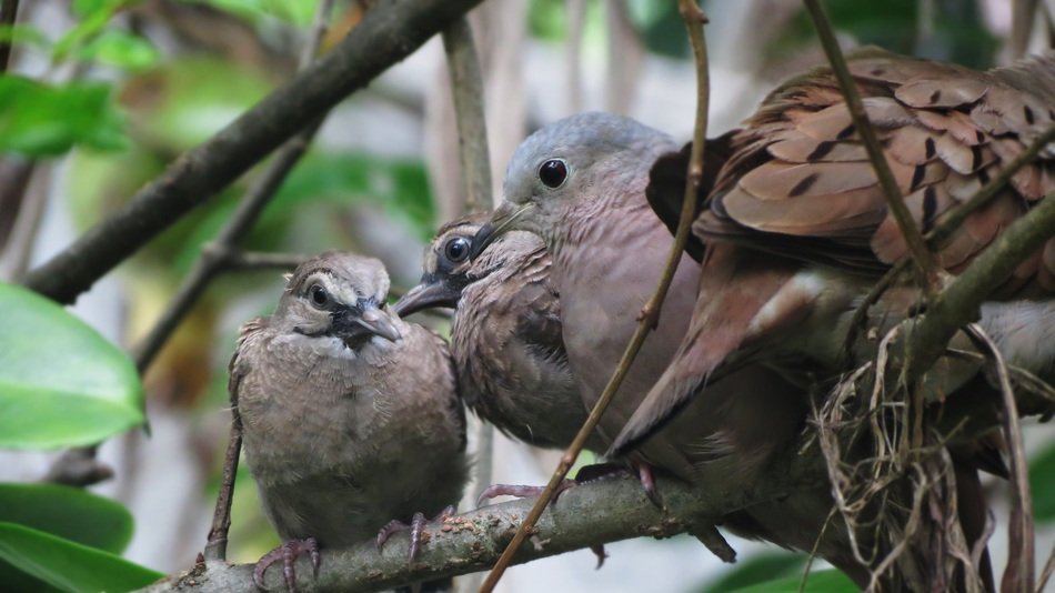 adult and young turtledoves on branch