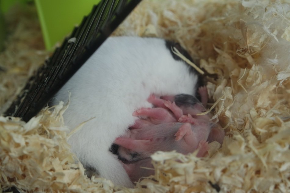 Hamster with cubs on the sawdust