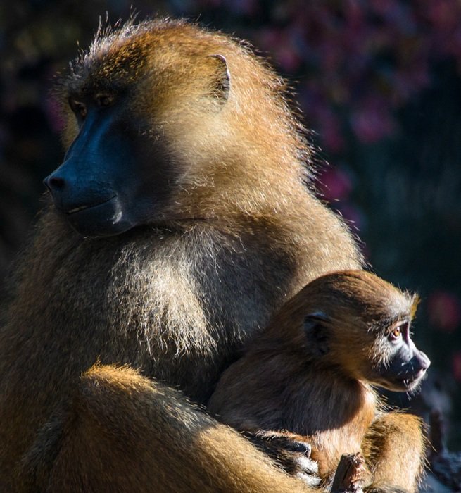 berber monkey with baby