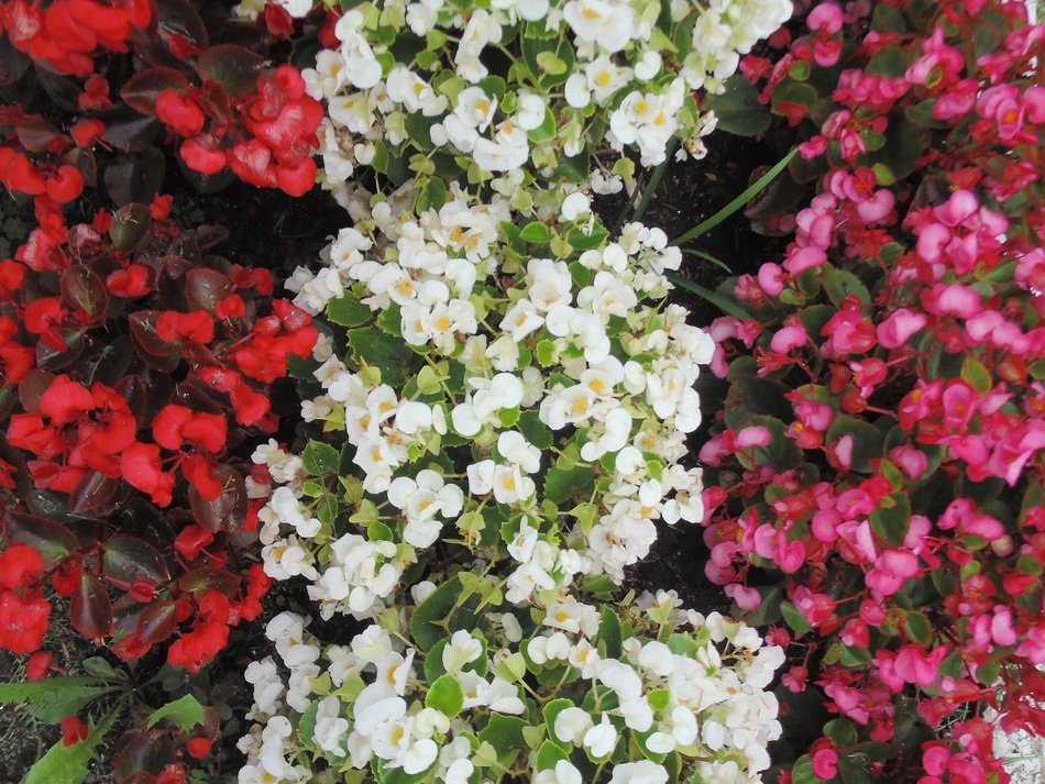 flowers red white as background