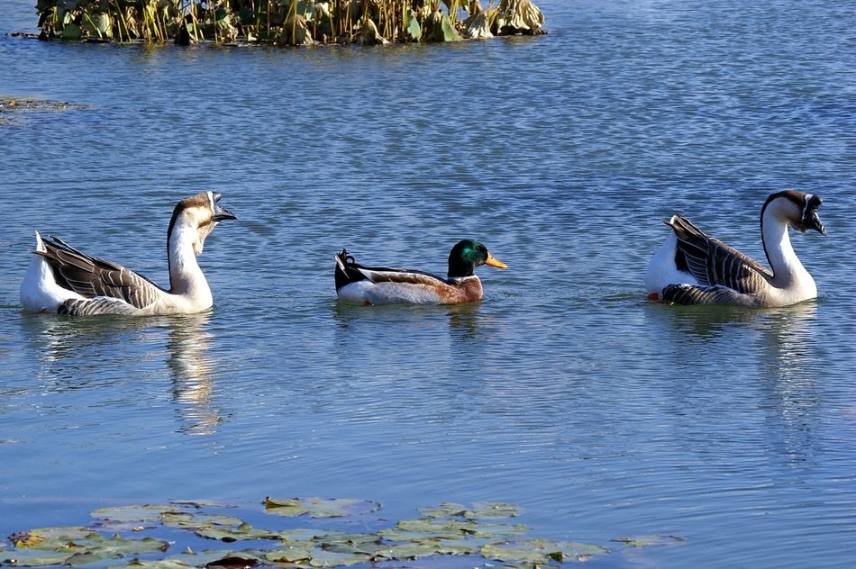 family of geese and mallard on the lake