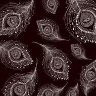 Peacock feather in white background N2