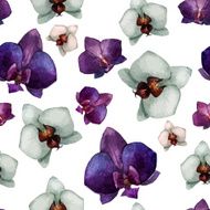 Beautiful orchid flower2