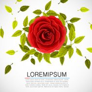 Floral pattern with rose and leafs
