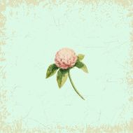 Clover flower