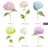 Hydrangea set N2