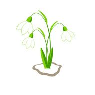 Snowdrops N3