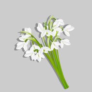 Bouquet of snowdrops