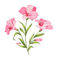 Alstromeria branch isolated on white N2