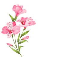 Alstromeria branch isolated on white N3