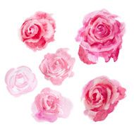Watercolor flowers Roses N7