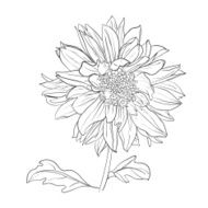 Hand drawn realistic dahlia flower