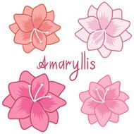 Cute amaryllis set colorful hippeastrum collection