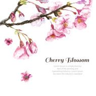 Hand Drawn Cherry Blossoms