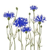 Cornflowers on a white background Hand-drawn vector illustration N2