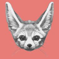 Portrait of Fennec Fox