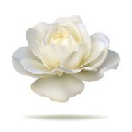 white rose