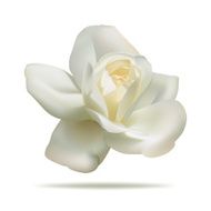 white rose N2