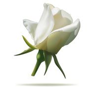 white rose N3