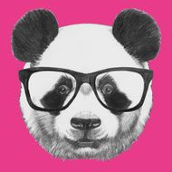 Portrait of Panda with glasses N2