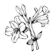 Silhouette of decorative lily