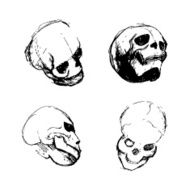 Skull from different views