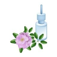 Essential Oil with Beautiful Pink Damask Rose