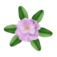 Single Pink Damask Rose on A White Background