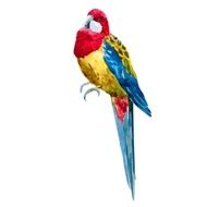 Watercolor rosella bird