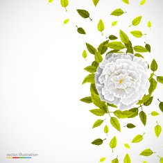 White flower and leafs on bright background