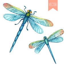 Watercolor set of dragonflies N2