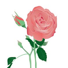 Blooming and budding pink rose flowers