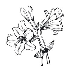 Silhouette of decorative lily
