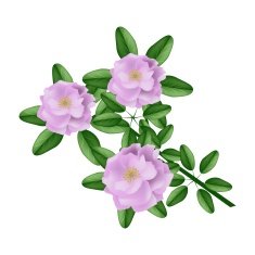 Pink Damask Rose on A White Background