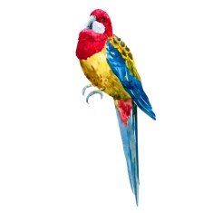 Watercolor rosella bird