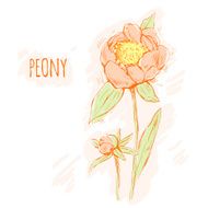 pink peony on a white background