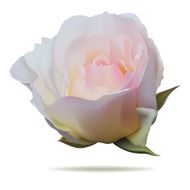 pink rose N5