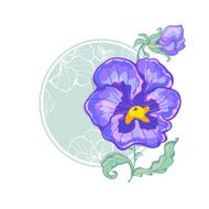 blue pansies