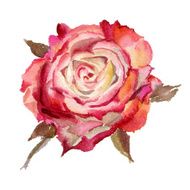 Watercolor flower Rose N2