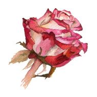 Watercolor flower Rose N3