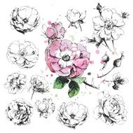 Wild Rose