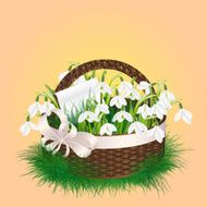 Spring bouquet of snowdrop flowers in a wicker basket