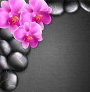 vector spa background with stones and orchids