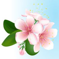 Blooming sakura Vector inflorescence of cherry