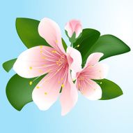 Blooming sakura Vector inflorescence of cherry N2