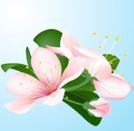 Blooming sakura Vector inflorescence of cherry N3