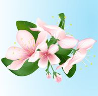 Blooming sakura Vector inflorescence of cherry N4